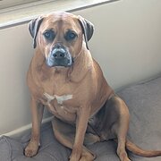 Home Owner wanting sitter in Perth, Western Australia