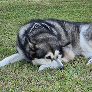 Home Owner wanting sitter in Cairns, Queensland