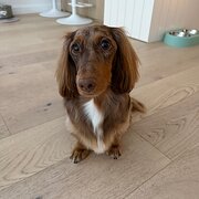 Home Owner wanting sitter in , New South Wales