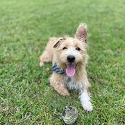 Home Owner wanting sitter in , Queensland