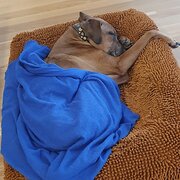 Home Owner wanting sitter in Sydney, Australian Capital Territory