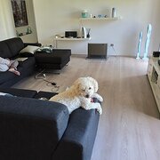 Home Owner wanting sitter in perth, Western Australia