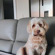 Home Owner wanting sitter in Hope Island, Queensland