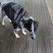 Home Owner wanting sitter in Gold Coast , Queensland