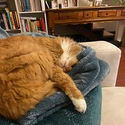 Home Owner wanting sitter in , Western Australia