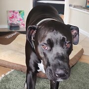 Home Owner wanting sitter in Bunbury, Western Australia