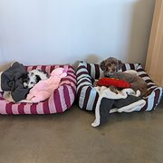 Home Owner wanting sitter in , Queensland