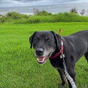 Home Owner wanting sitter in Wollongong, New South Wales