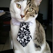 Home Owner wanting sitter in Newcastle, New South Wales