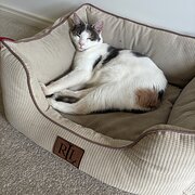 Home Owner wanting sitter in Brisbane, Queensland