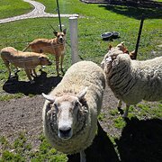 House Sitter - Grey Nomad available all around Australi