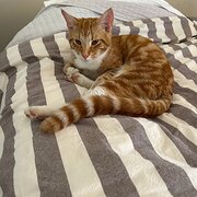 Home Owner wanting sitter in Brisbane , Queensland