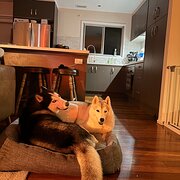 Home Owner wanting sitter in Brisbane City , Queensland