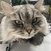 Home Owner wanting sitter in Brisbane, Queensland