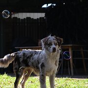 Home Owner wanting sitter in , New South Wales