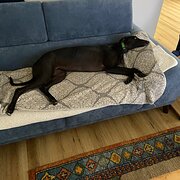 Home Owner wanting sitter in , Victoria