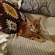Home Owner wanting sitter in Perth, Western Australia