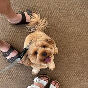 Home Owner wanting sitter in Brisbane , Queensland