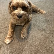 Home Owner wanting sitter in , Victoria