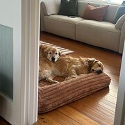 Home Owner wanting sitter in Melbourne , Victoria