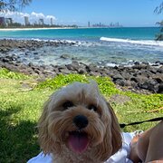 Home Owner wanting sitter in Gold Coast , Queensland