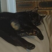 Home Owner wanting sitter in Brisbane , Queensland