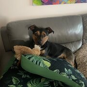 Home Owner wanting sitter in Perth , Western Australia