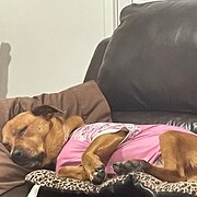 Home Owner wanting sitter in , New South Wales
