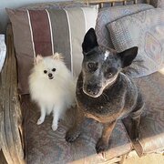 Home Owner wanting sitter in Gloucester , New South Wales