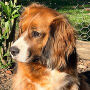 Home Owner wanting sitter in Newcastle, New South Wales