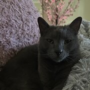 Home Owner wanting sitter in , Queensland