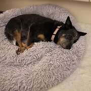 Home Owner wanting sitter in , Victoria