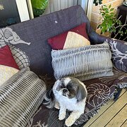 Home Owner wanting sitter in , New South Wales
