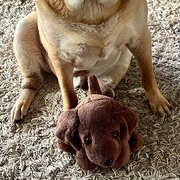 Home Owner wanting sitter in Brisbane , Queensland
