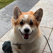 Home Owner wanting sitter in Gold Coast, Queensland