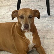 Home Owner wanting sitter in , New South Wales
