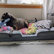 Home Owner wanting sitter in Hobart, Tasmania