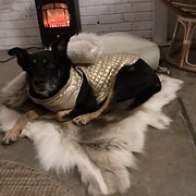 Home Owner wanting sitter in , New South Wales