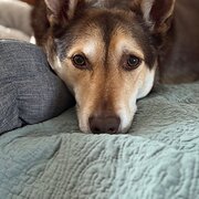 Home Owner wanting sitter in , South Australia