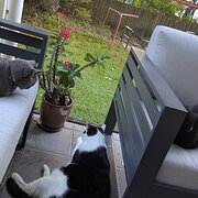 Home Owner wanting sitter in Brisbane, Queensland