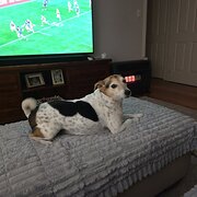 Home Owner wanting sitter in , New South Wales