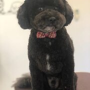 Home Owner wanting sitter in , Queensland