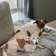 Home Owner wanting sitter in Perth, Western Australia