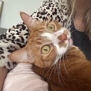 Home Owner wanting sitter in , New South Wales