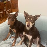 Home Owner wanting sitter in , New South Wales