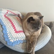 Home Owner wanting sitter in Brisbane , Queensland