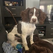 House Sitter - Mark and Banjo
