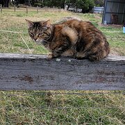 Home Owner wanting sitter in Traralgon , Victoria
