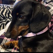 Home Owner wanting sitter in Gladstone, Queensland
