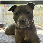 Home Owner wanting sitter in , Queensland